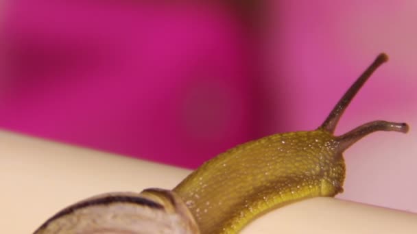 Escargot de jardin (Helix pomatia ) — Video