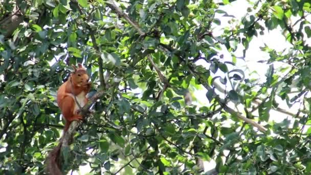 Ağaç üzerinde kırmızı squirell — Stok video
