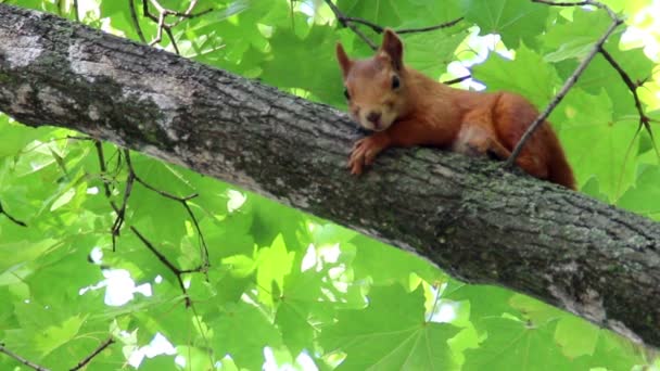 Squirell rojo en el árbol — Vídeos de Stock