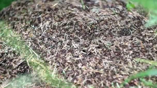 Ameisenhaufen und viele rote Ameisen — Stockvideo