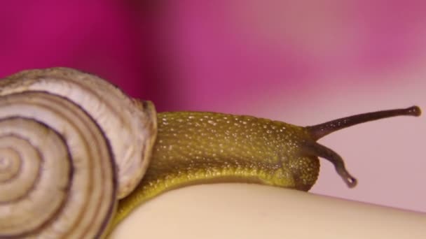 Garden snail (Helix pomatia) — Stock Video