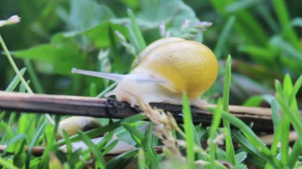 Садовий равлик ( Helix pomatia ) — стокове відео