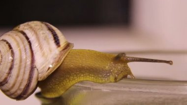 Bahçe salyangoz (Helix pomatia)