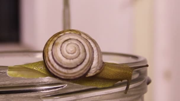 Garden snail (Helix pomatia) — Stock Video