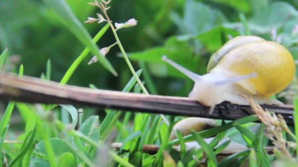 Садовий равлик ( Helix pomatia ) — стокове відео