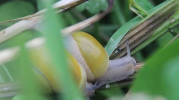 Gartenschnecke (helix pomatia)) — Stockvideo