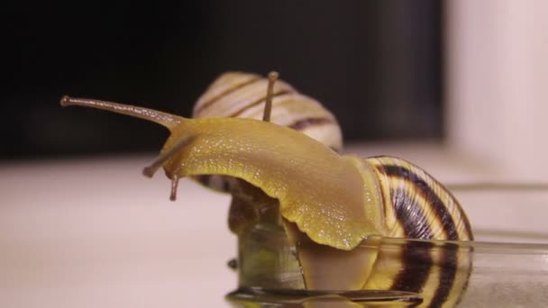 Garden snail (Helix pomatia) — Stock Video