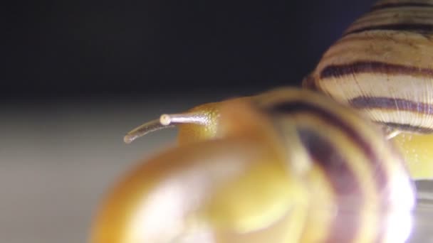 Садовий равлик ( Helix pomatia ) — стокове відео