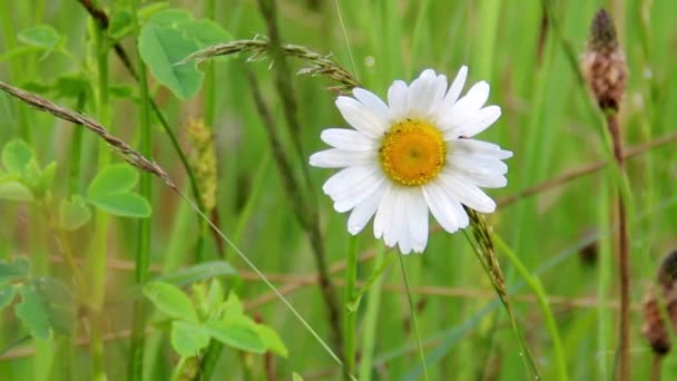 The blossoming camomile — Stock Video