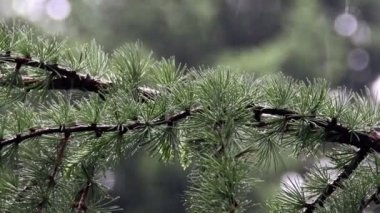 Melez (bitki) şube (Larix decidua polonica)
