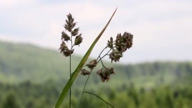yakın çekim musluklar-ayak (Dactylis glomerata)