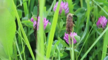 Kırmızı yonca (yonca pratense)