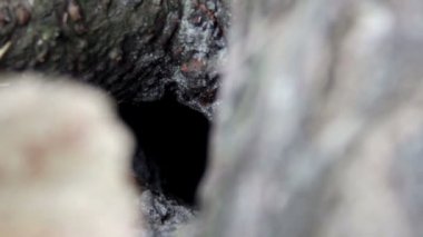 wasp (Vespula vulgaris yuvası)