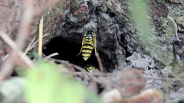 wasp (Vespula vulgaris yuvası)
