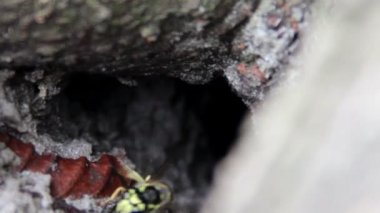 wasp (Vespula vulgaris yuvası)