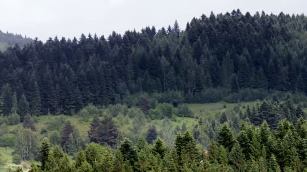 Abeto bosque paisaje — Vídeos de Stock