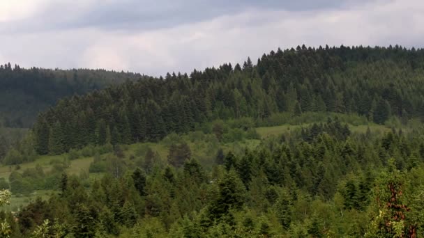 Spruce forest landscape — Stock Video