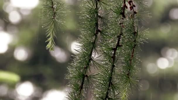 Větve modřínu (Larix decidua polonica) — Stock video