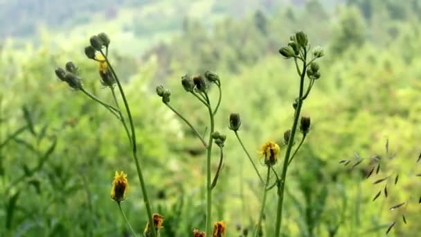 Närbild hawkweed blommor (ieracium vulgatum) — Stockvideo