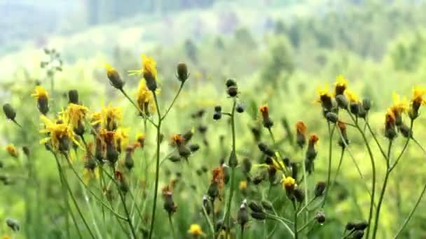 Fiori di falco ravvicinati (ieracium vulgatum ) — Video Stock