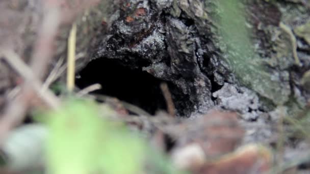 Nest of wasp (Vespula vulgaris) — Stock Video