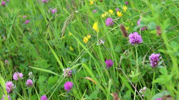 Trébol rojo (Trifolium pratense ) — Vídeos de Stock