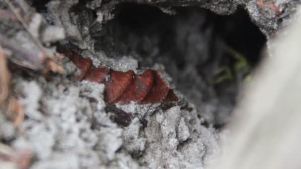 Гнездо осы (Vespula vulgaris ) — стоковое видео