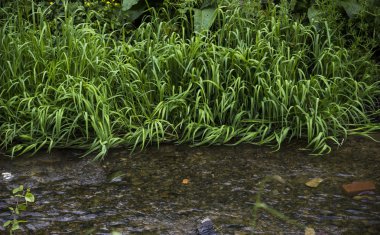 nehir kıyısında çimen