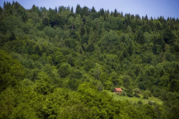 Hütte im Wald — Stockfoto