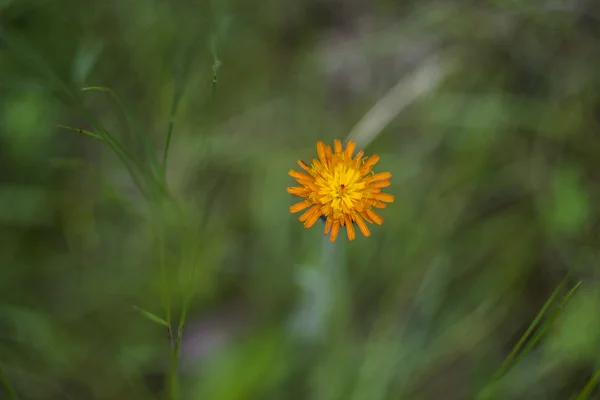 Blühender Habichtskraut (hieracium aurantiacum)) — Stockfoto