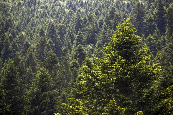 Smrkové Lesní krajina — Stock fotografie