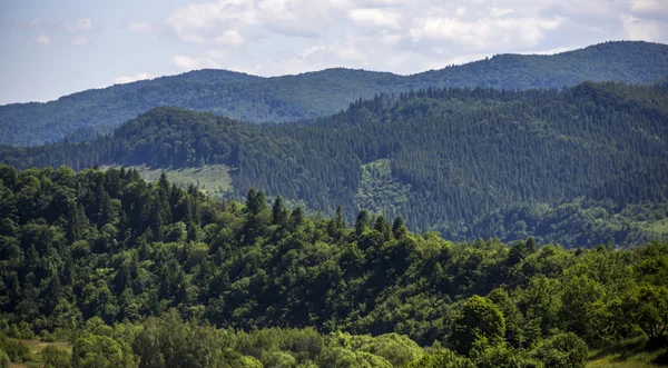 Paysage forestier d'épinette — Photo