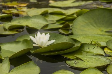 Gölde çiçek açan beyaz nilüfer çiçeğinin (Nymphaea candida) yakın çekimi