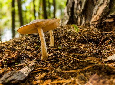 Ormanda yetişen kahverengi bir mantarı yakından çek.