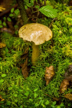 Ormandaki yenilebilir beyaz huş ağacının yakın plan mantarı (Leccinum holopus).