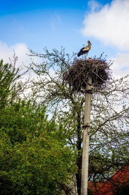 Ukrayna 'nın elektrik direğindeki yuvadaki iki beyaz leylek (ciconia ciconia)