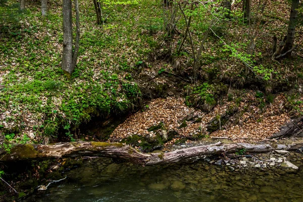 Liten Flod Med Fallna Träd Skogen Nationalpark Skolivski Beskidy Lviv — Stockfoto