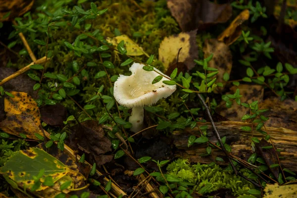 Gros Plan Champignon Blanc Dans Forêt — Photo