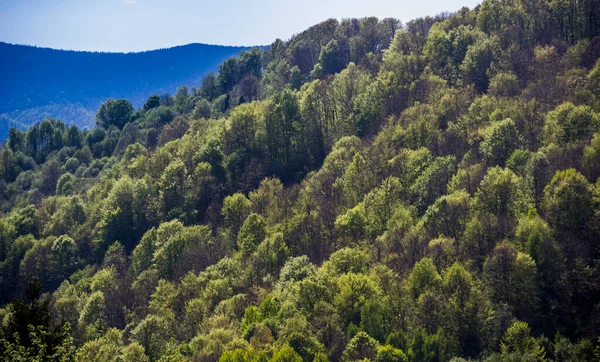 Lesní Krajina Karpatech Národní Park Skolivski Beskidy Lvovská Oblast Západní — Stock fotografie
