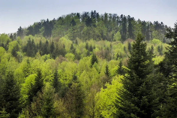 Lesní Krajina Karpatech Národní Park Skolivski Beskidy Lvovská Oblast Západní — Stock fotografie