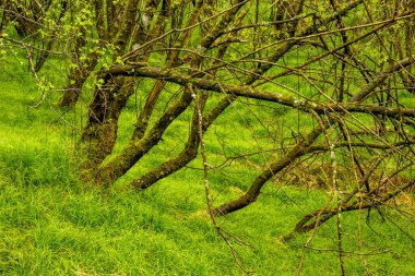 Batı Ukrayna 'nın Lviv bölgesinde Ukrayna Karpatlar Ulusal Parkı Skolivski beskidy' de ormandaki küçük kıvrımlı ağaçlar.