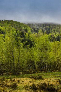 Ukrayna 'nın Ukrayna' nın Ukrayna bölgesindeki Ukrayna Karpatlar Ulusal Parkı Skolivski beskidy, Lviv bölgesinde bir orman manzarası