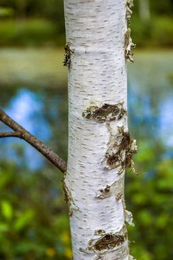 Genç huş ağacının beyaz gövdesine yakın plan