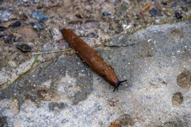 (Arion vulgaris) Bir Crowder büyük kahverengi sümüklüböceği yakın plan)