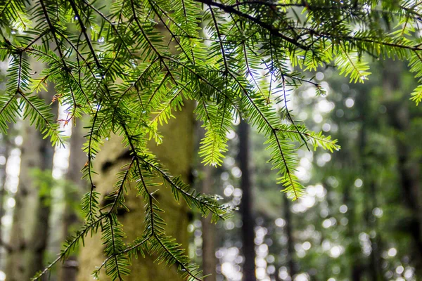 Európai Ezüst Fenyő Abies Alba Közeli Ága — Stock Fotó