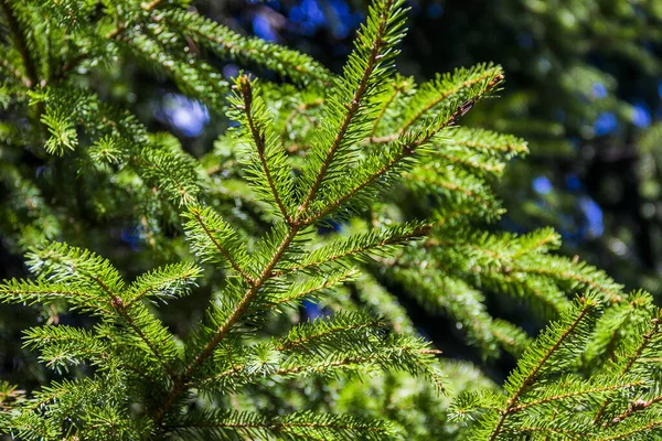 Nahaufnahme Eines Zweiges Der Europäischen Fichte Picea Abies — Stockfoto