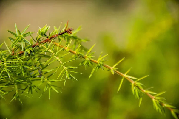 Nahaufnahme Eines Zweiges Von Juniperus Communis Mit Laub — Stockfoto