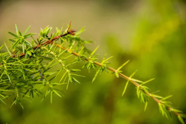 Zbliżenie Oddziału Juniperus Communis Liśćmi — Zdjęcie stockowe