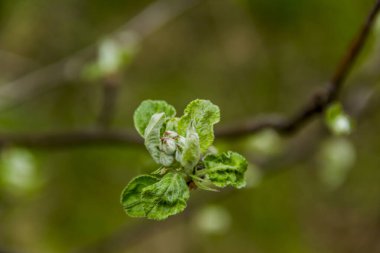 Ağaç dalında genç yeşil yaprakların yakın çekimi