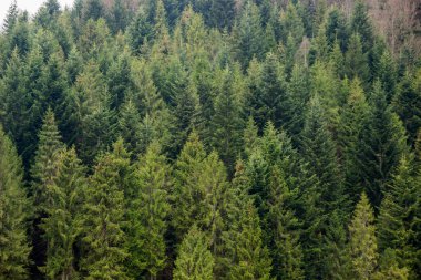Ukrayna Karpatları 'nda bir ladin ormanı, ulusal park Skolivski beskidy, Batı Ukrayna' nın Lviv bölgesi